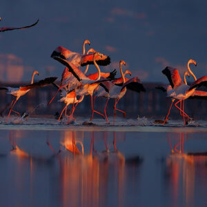 Getaway to the Ebro Delta